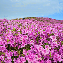 市花: 石楠花